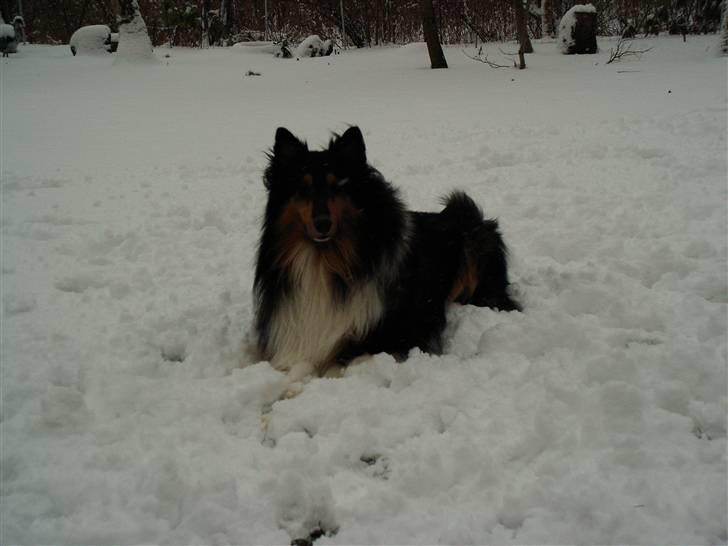Collie langhåret Simba - sov sødt min skat! - Snevejr billede 9