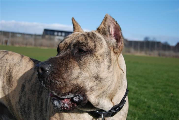 Dogo canario Toro de Canmuç billede 2