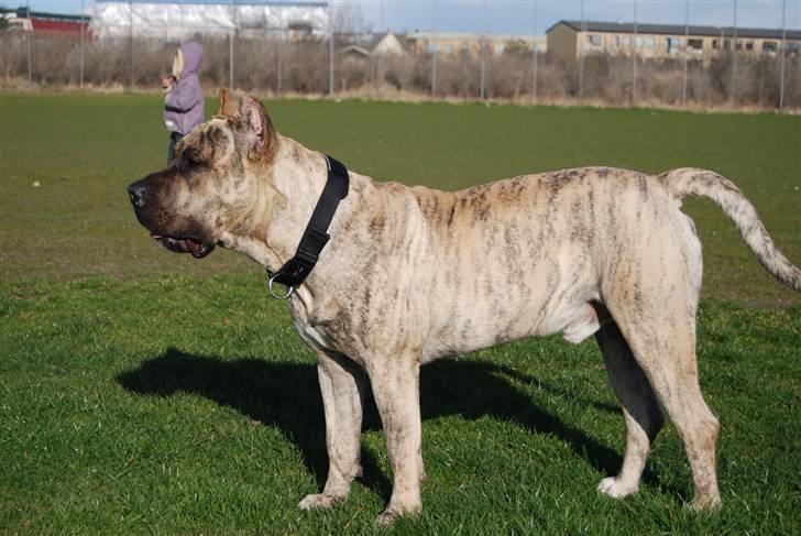 Dogo canario Toro de Canmuç billede 3