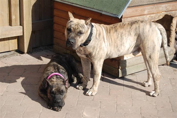 Dogo canario Toro de Canmuç - Jeg passer på min kone! billede 4