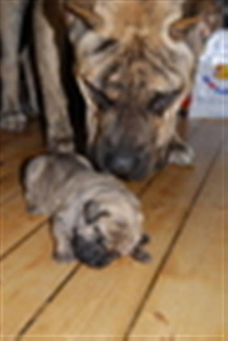 Dogo canario Toro de Canmuç - Sammen med sønnen Chico( findes også herinde) billede 5