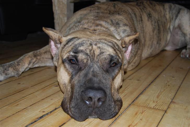 Dogo canario Toro de Canmuç billede 6