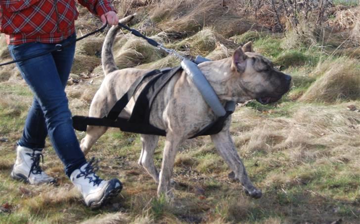 Dogo canario Toro de Canmuç billede 7