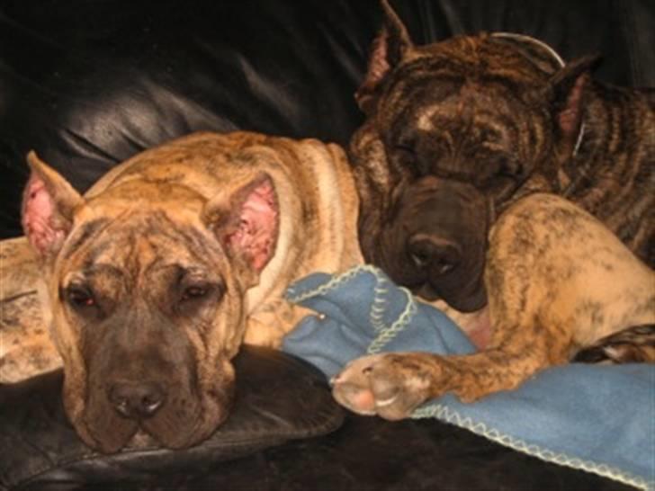 Dogo canario Toro de Canmuç billede 8