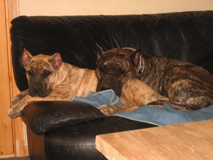 Dogo canario Toro de Canmuç billede 9