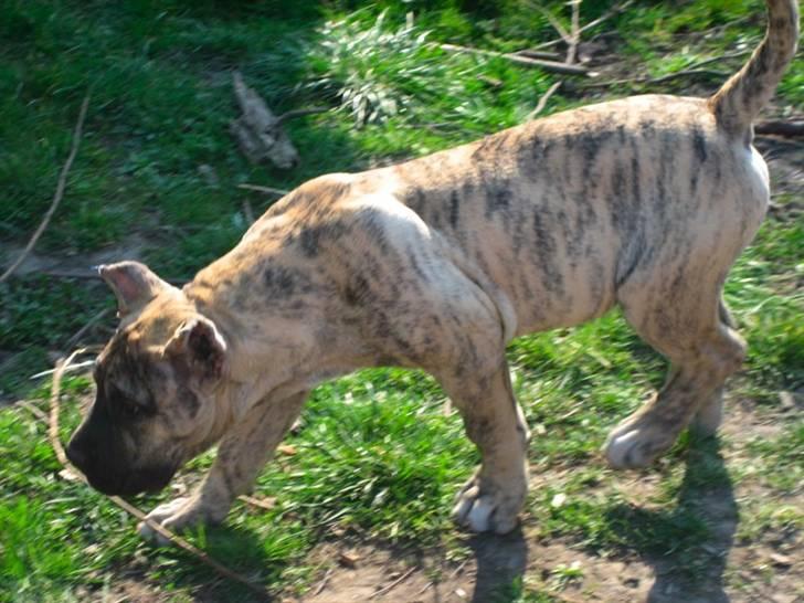 Dogo canario Toro de Canmuç billede 10
