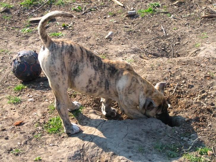 Dogo canario Toro de Canmuç billede 11