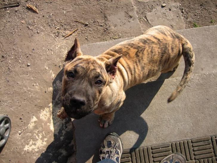 Dogo canario Toro de Canmuç billede 12