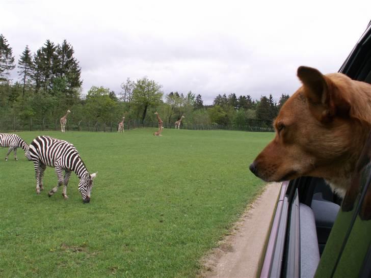 Blanding af racer Lanka RIP - Hundene var med i Givskud i 2006, og det var en KÆMPE oplevelse for dem billede 14