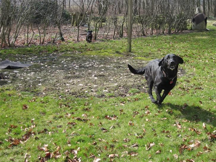 Labrador retriever Mille min mannds hund billede 6