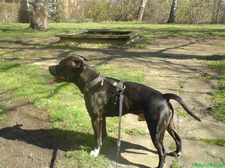 Amerikansk staffordshire terrier Ozzy billede 3