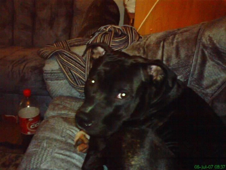 Amerikansk staffordshire terrier Ozzy billede 4