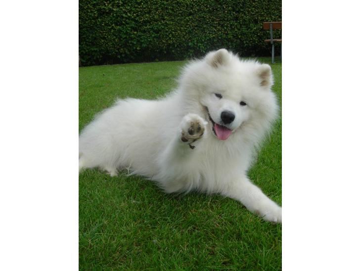 {{currentPhoto.altText}} billede {{currentPhoto.number}}