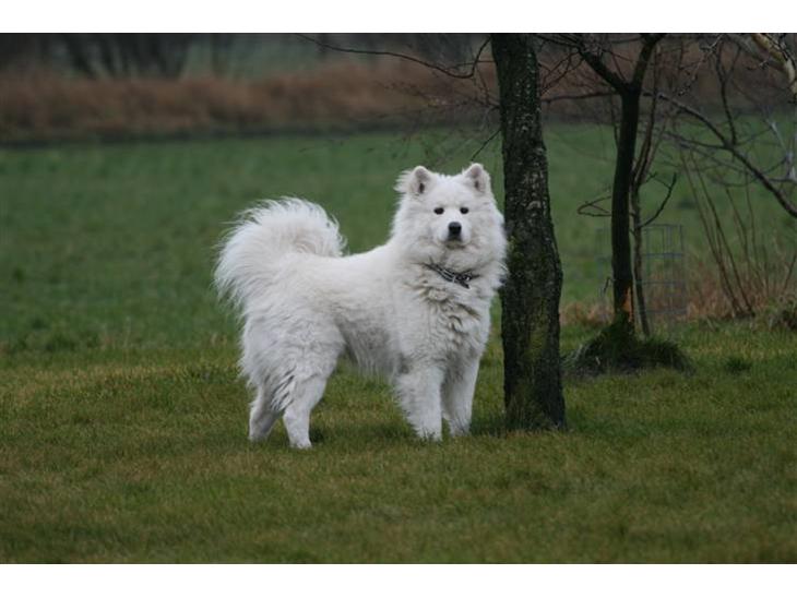 {{currentPhoto.altText}} billede {{currentPhoto.number}}