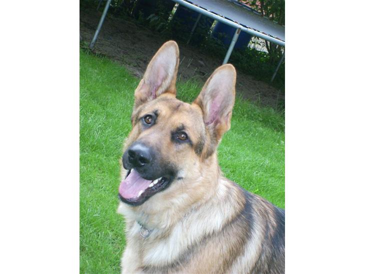 {{currentPhoto.altText}} billede {{currentPhoto.number}}