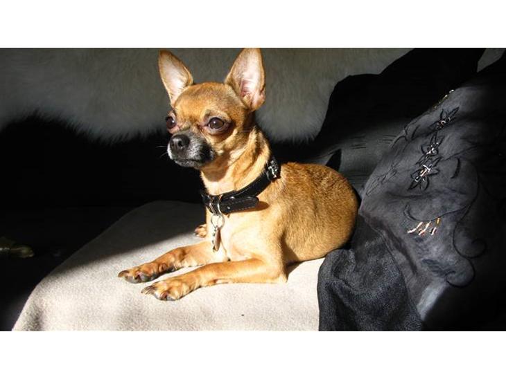 {{currentPhoto.altText}} billede {{currentPhoto.number}}