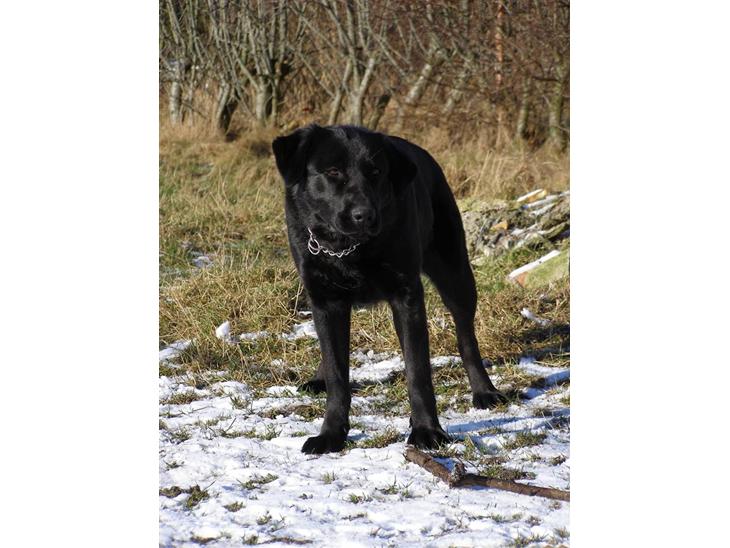 {{currentPhoto.altText}} billede {{currentPhoto.number}}