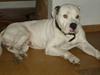 Amerikansk bulldog Corrado