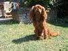 Cavalier king charles spaniel Topper