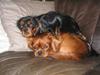 Cavalier king charles spaniel Tulle (Magic Rose)