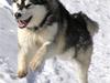 Alaskan malamute Aniu