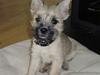 Cairn terrier Ferns Quickstepper