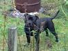 Staffordshire bull terrier Sanchez