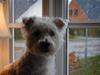 West highland white terrier Bandit