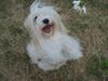 Coton de tulear Chibee