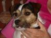 Jack russell terrier Knud