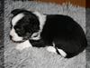 Blanding af racer (papillion/chihuahu)Happy