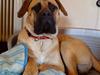 Boerboel .ZERO