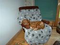Nova scotia duck tolling retriever Hotte Hugo