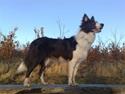 Border collie Hailie