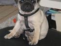 Mops Pepsi