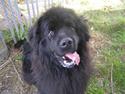 Newfoundlænder Augusta (maggie) R.I.P.