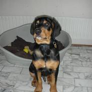 Blanding af racer Aiko