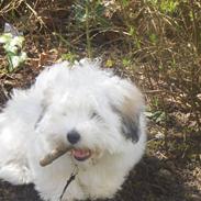 Coton de tulear chili (L)