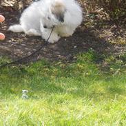 Coton de tulear chili (L)