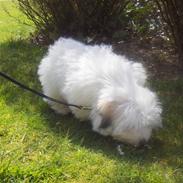 Coton de tulear chili (L)