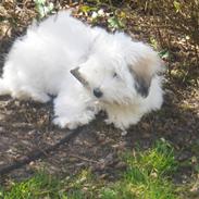 Coton de tulear chili (L)