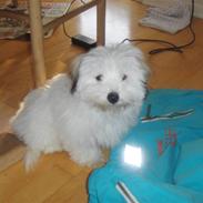 Coton de tulear chili (L)