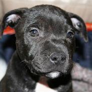 Staffordshire bull terrier Arthur