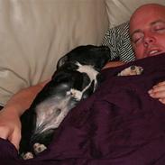 Staffordshire bull terrier Arthur