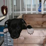 Staffordshire bull terrier Arthur