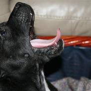 Staffordshire bull terrier Arthur