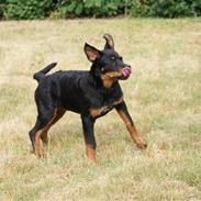 Rottweiler Diego ( Solgt )