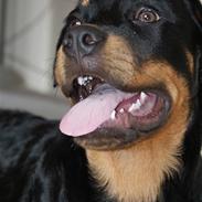 Rottweiler Diego ( Solgt )