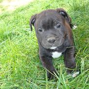 Staffordshire bull terrier Elvis