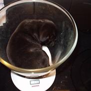 Staffordshire bull terrier Elvis